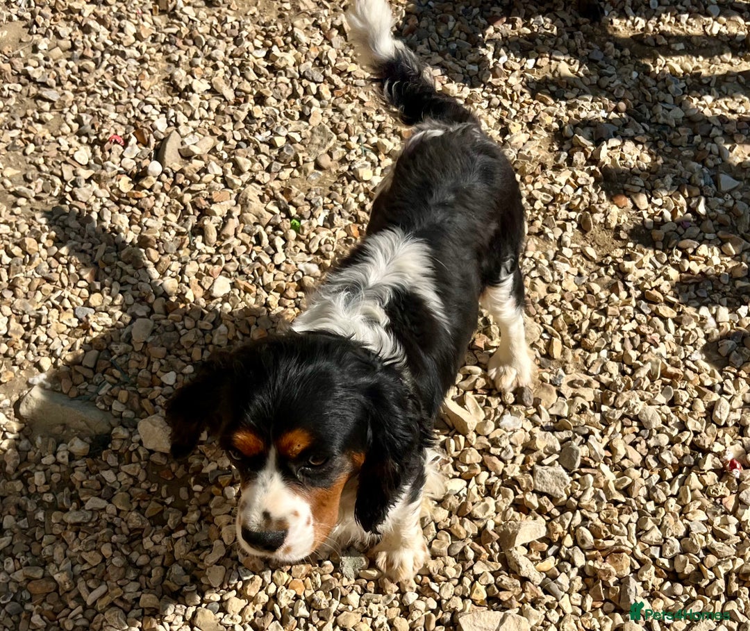 Cavalier King Charles Spaniel dogs for sale: Cavalier King Charles puppy’s  - Advert 28