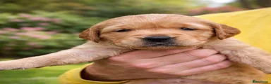 Golden Retriever Puppy 5