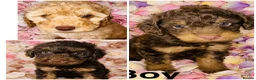 Cockapoo dogs for sale: DNA TESTED, Outstanding Cockapoos, Ready 6th May  - Advert 1