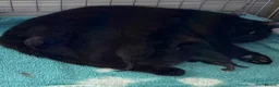 Mixed Breed cats for sale: Black kittens with Ghost stripes  - Advert 2