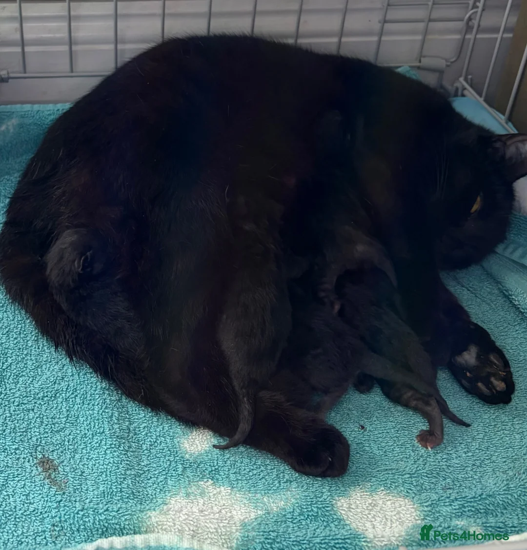 Mixed Breed cats for sale: Black kittens with Ghost stripes  - Advert 2