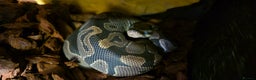 Python Snake reptiles for sale: 2 Royal Pythons  - Advert 5