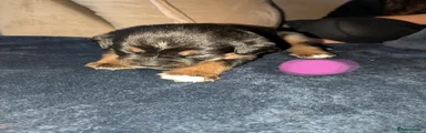 Boxweiler 11