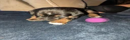 Boxweiler dogs for sale: Boxer x Rottweiler puppies  - Advert 9