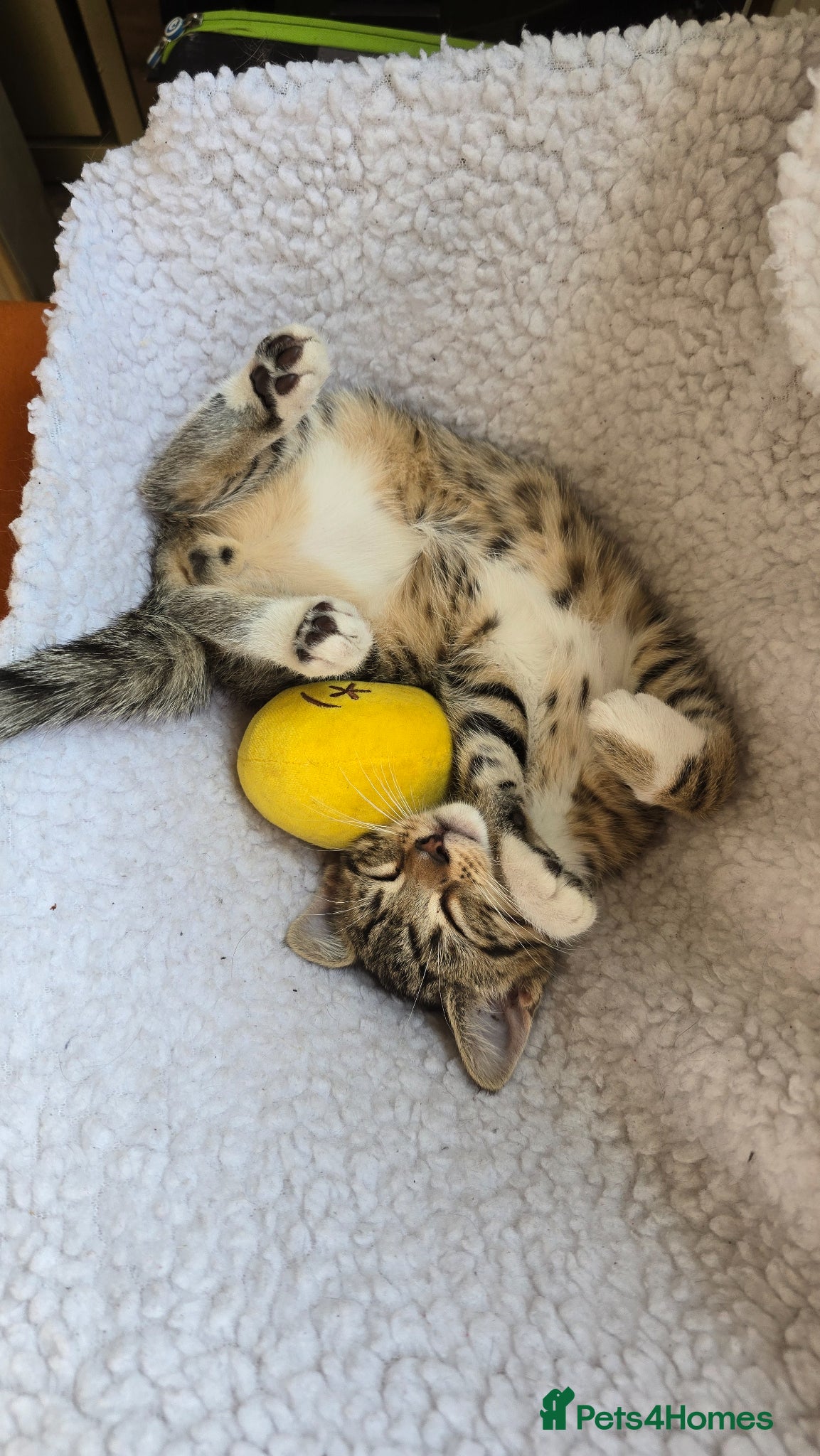 Mixed Breed cats Cute boy kitten for rehoming  - Advert 18