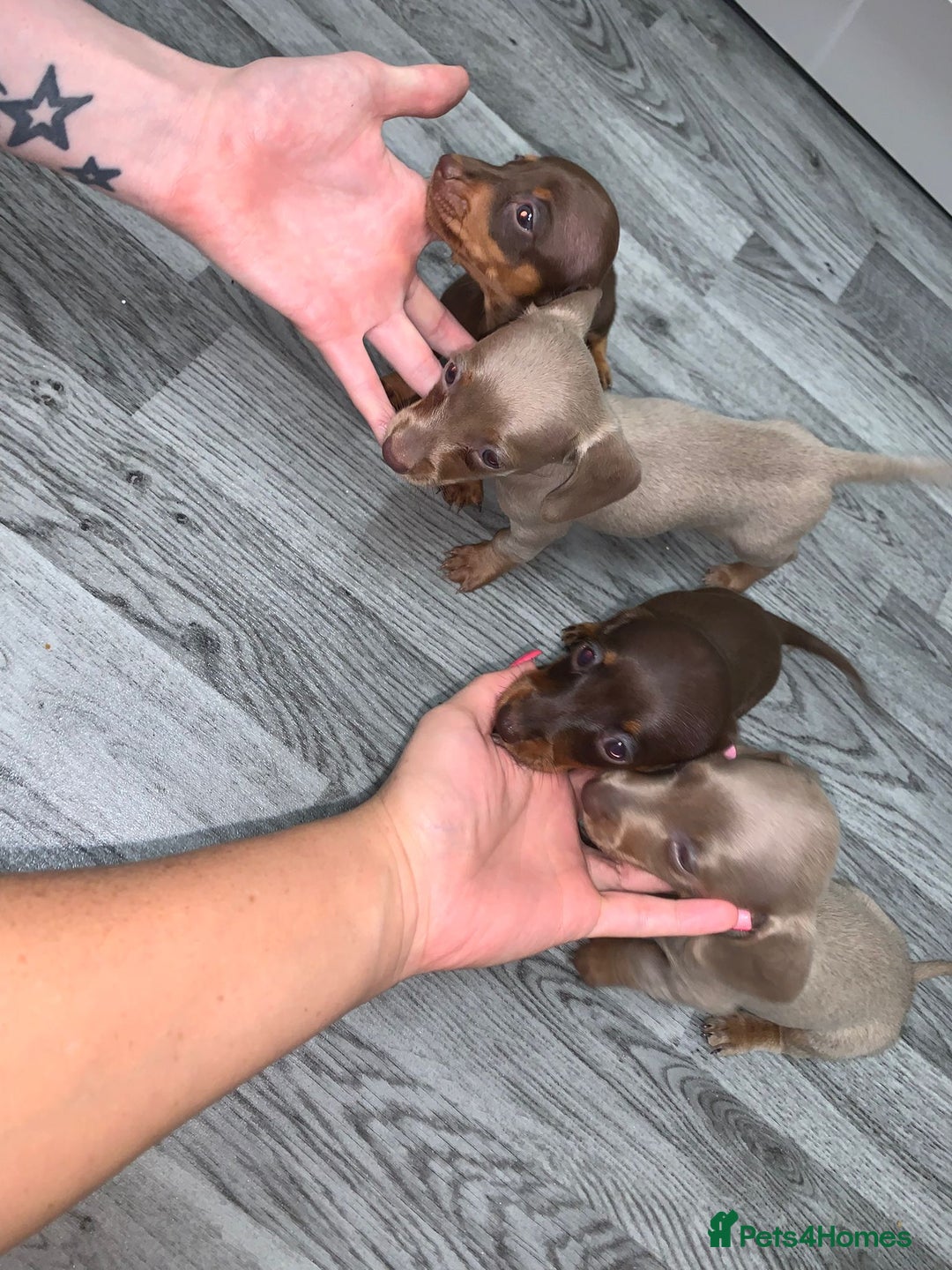 Miniature Dachshund dogs for sale: Dachshund miniature READY TO GO  - Advert 2