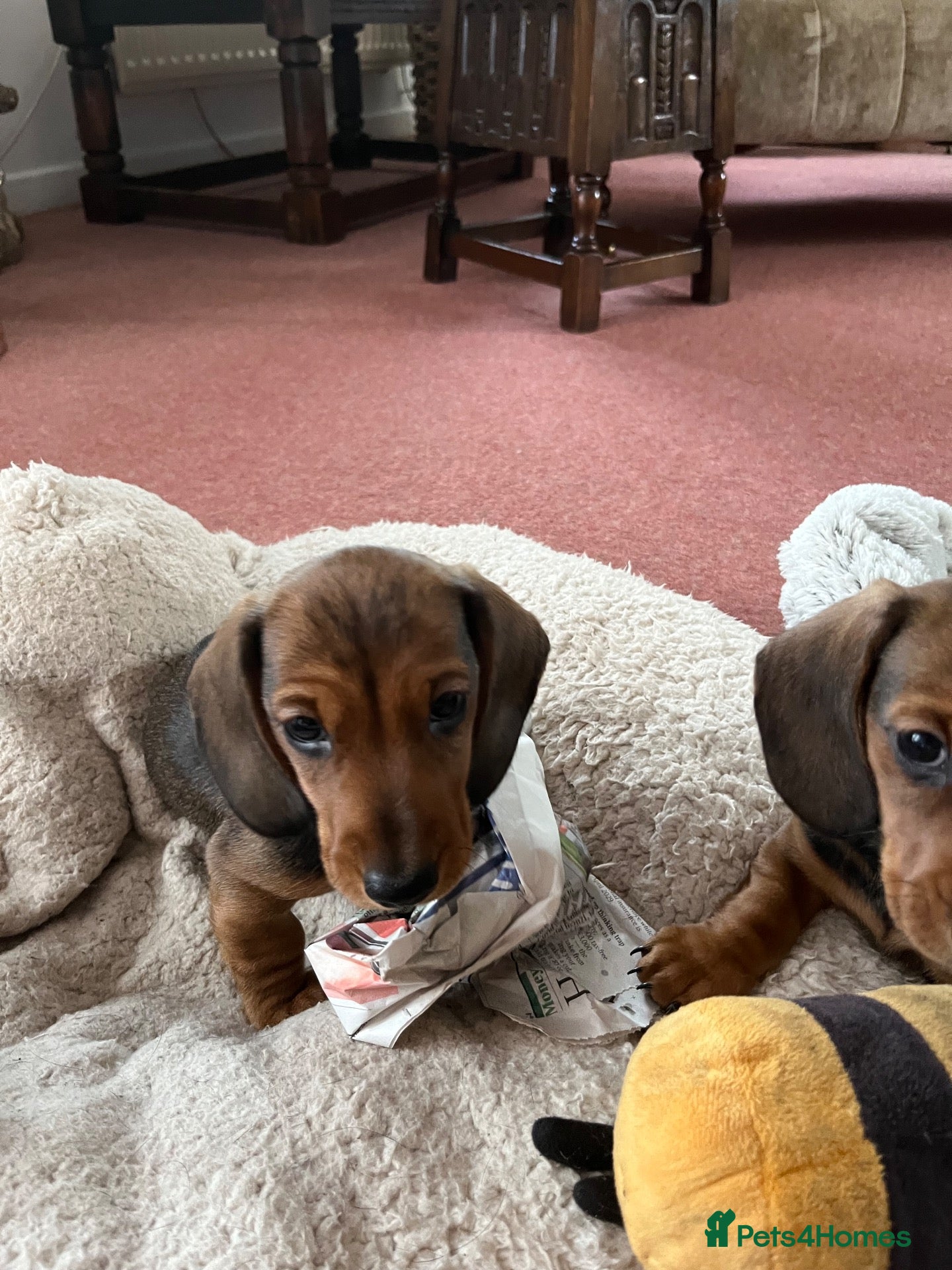 Miniature Dachshund dogs  Beautiful KC Shaded Red Dachshund Boy - Advert 4