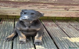 Belgian Shepherd Dog dogs for sale: Dutch herder puppies  - Image 1