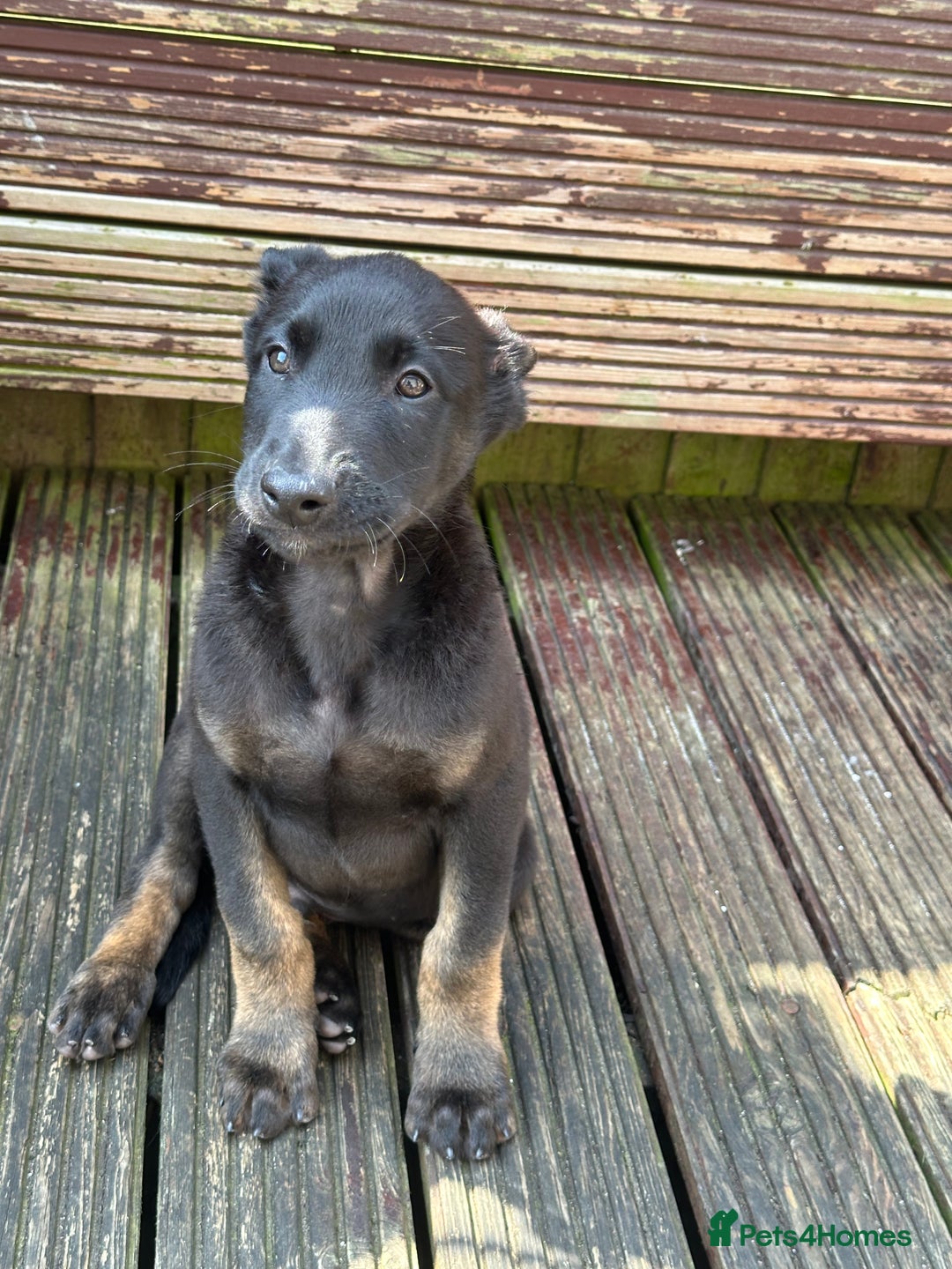 Belgian Shepherd Dog dogs for sale: Dutch herder puppies  - Image 1