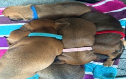 Mixed Breed dogs for sale: 🐾🤎 Adorable Dachshund Cross Puppies  - Image 13