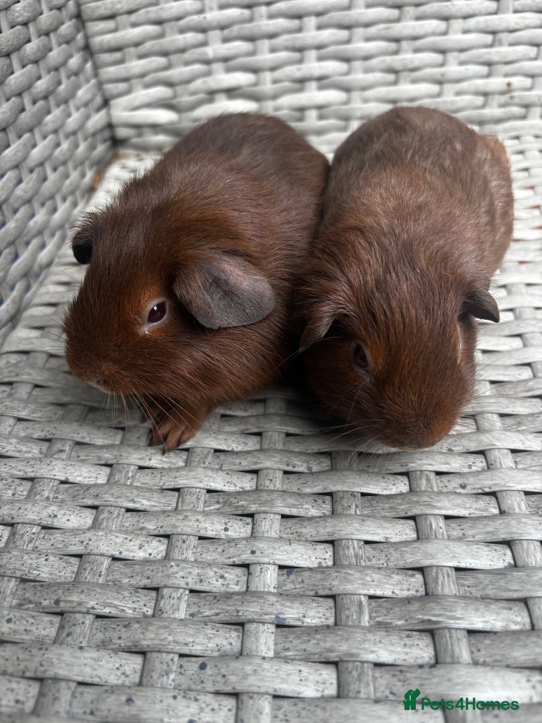 Guinea Pig rodents for sale: Guinea pigs - Image 3