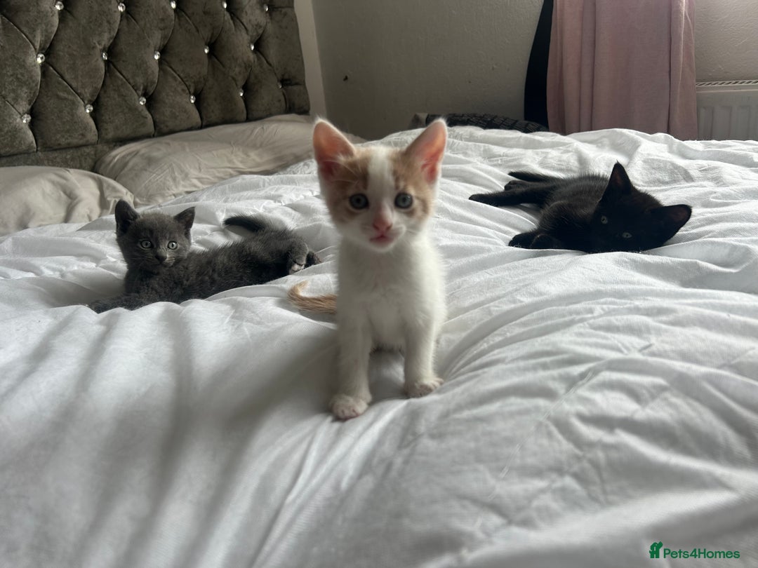 Mixed Breed cats for sale: White and ginger kitten for adoption - Image 3