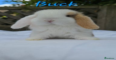Mini Lop rabbits - Advert 16