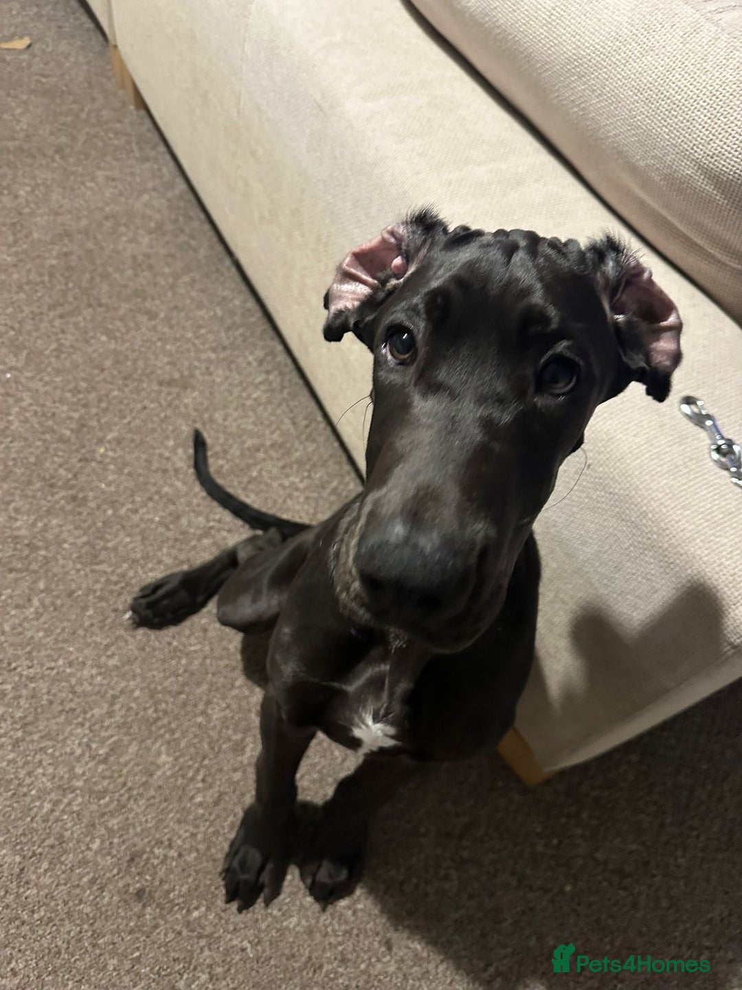 Great Dane dogs for sale: 5 month old Great Dane puppy  - Advert 2