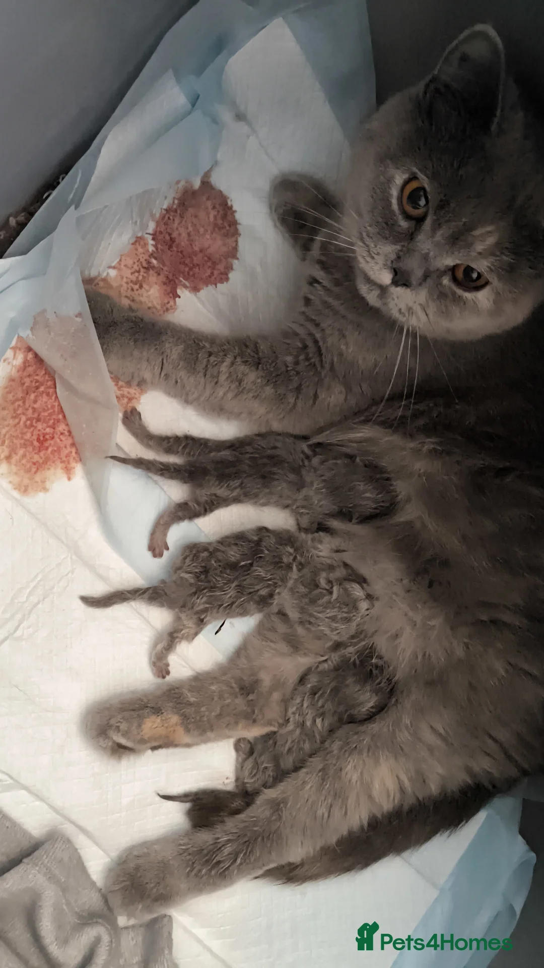 British Shorthair cats for stud:  GCCF registered STUD CHOCOLATE B blood group  in Beaconsfield - Advert 8