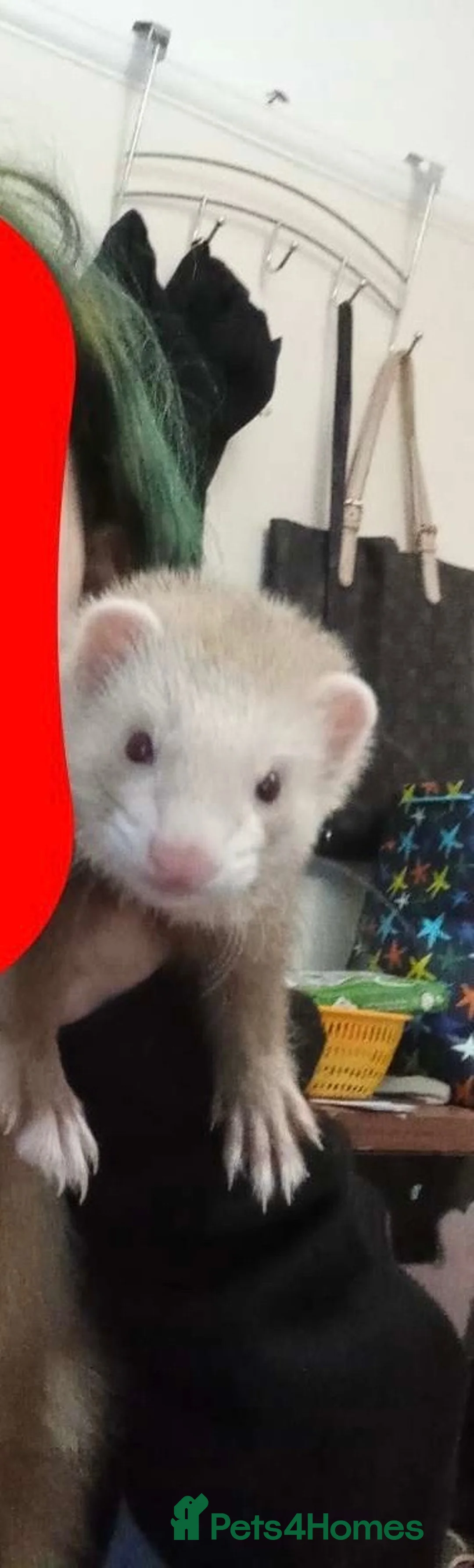 Ferret rodents for sale: 2 Ferrets for sale  in Slough - Advert 2