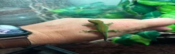 Gecko reptiles for sale: Mixed sexed High red Giant day gecko  - Advert 1