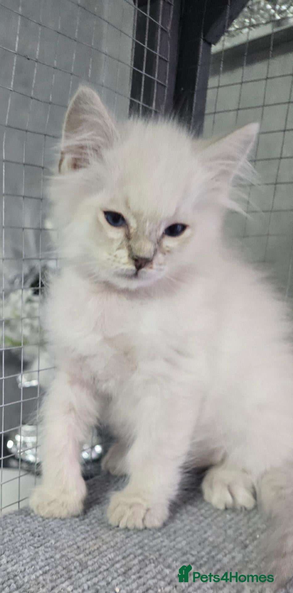 Ragdoll cats Ragdoll kittens boy n girl  - Advert 13