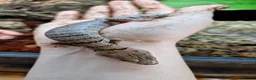 Skink reptiles for sale: Pink tongue skinks  in Axminster - Advert 4