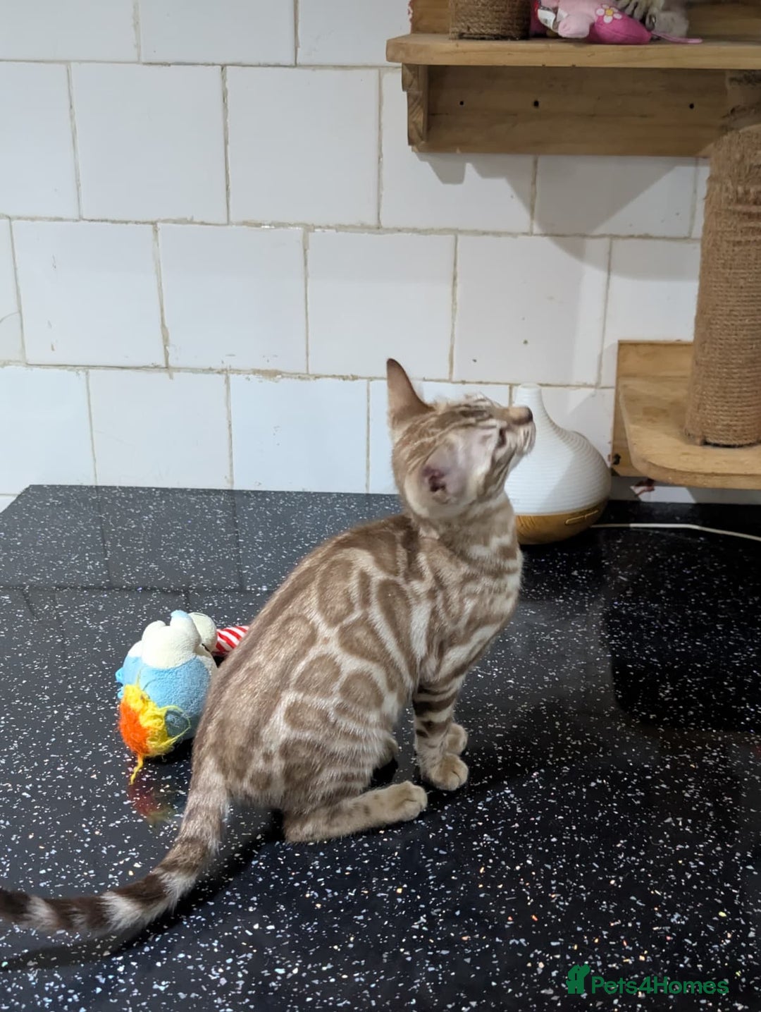 Bengal cats for sale: 🔥✨Pedigree TICA-Registered Bengals - Advert 7
