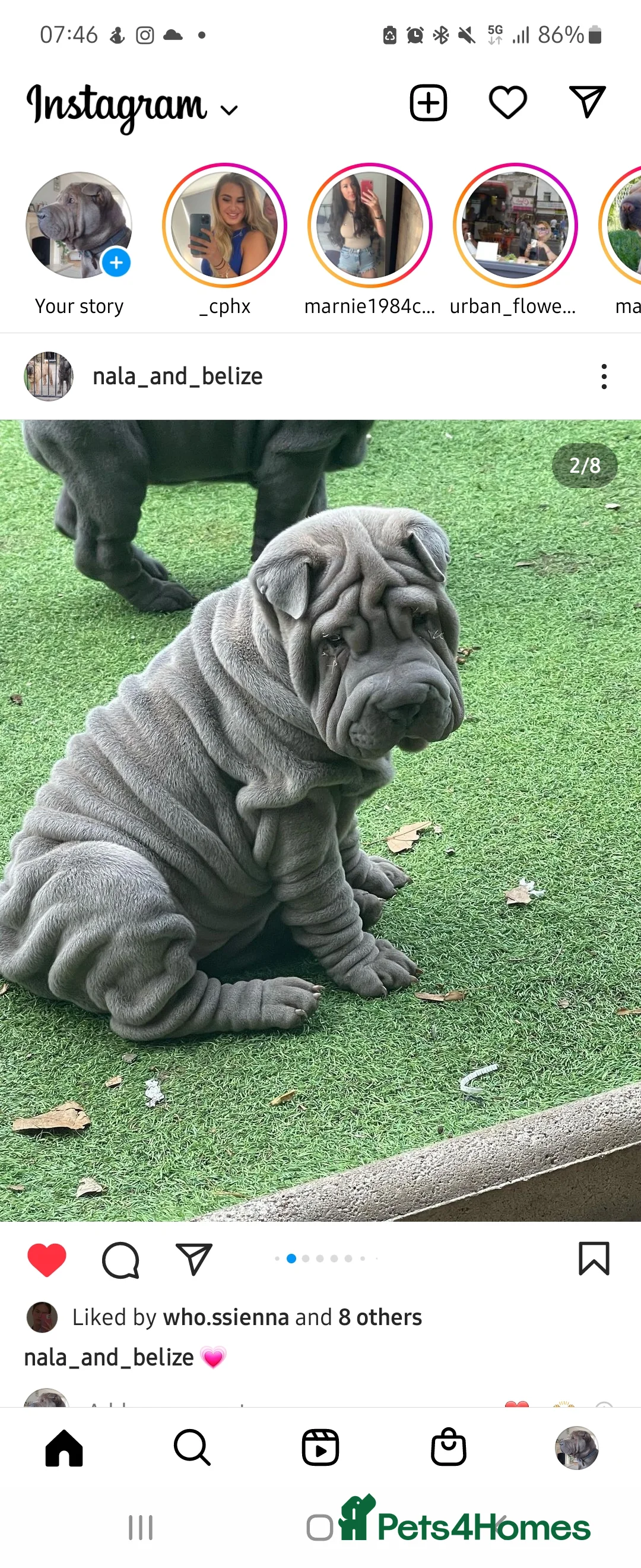 Shar Pei dogs for stud: Gus- Beautiful blue horse coat for stud in Billericay - Advert 17