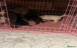 Miniature Poodle dogs for sale: 6 beautiful miniature poodles  - Image 6