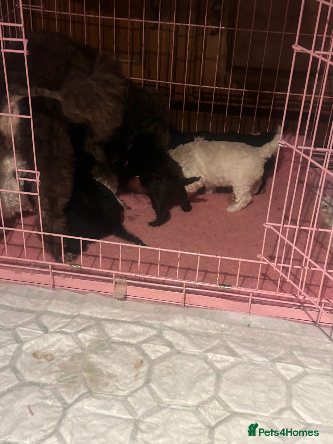 Miniature Poodle dogs for sale: 6 beautiful miniature poodles  - Image 6