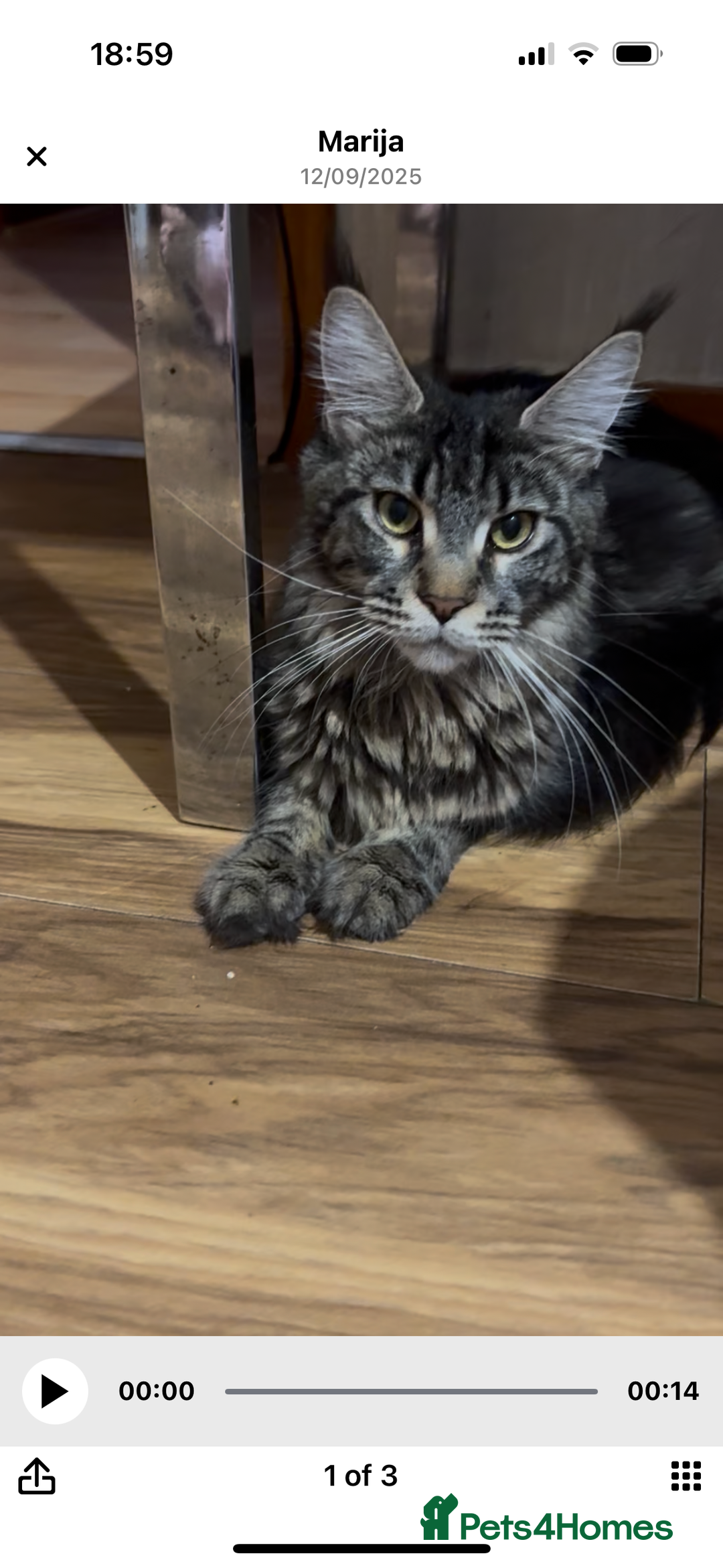 Maine Coon cats for sale: Maine Coon Kittens — Fluffy, Friendly - Advert 24