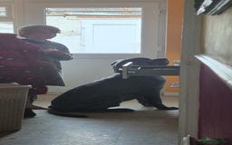 Neapolitan Mastiff dogs for sale: Neopolitan mastiff  2 years old.  - Image 4