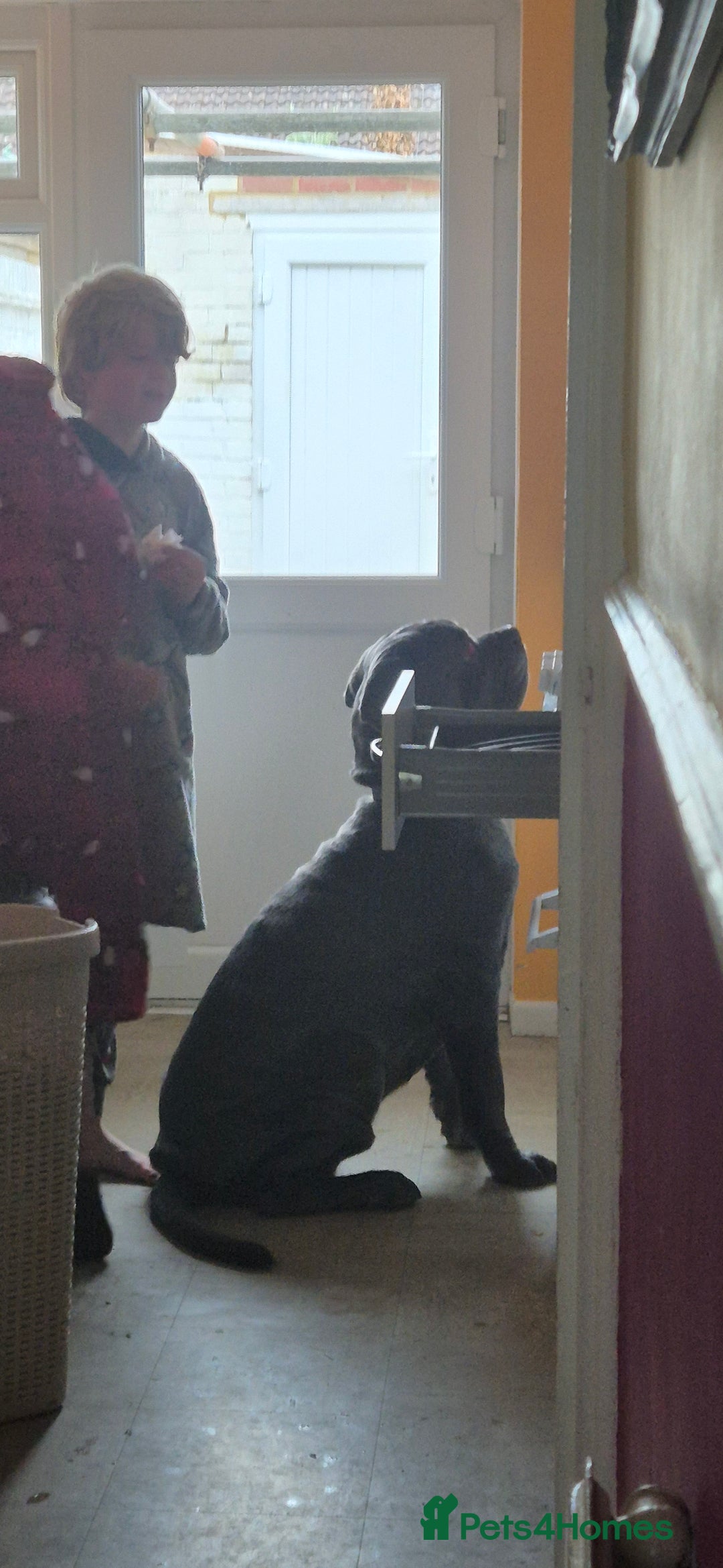 Neapolitan Mastiff dogs for sale: Neopolitan mastiff  2 years old.  - Image 4