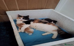 Turkish Angora cats for sale: Turkish angora mix kittens for sale  - Image 9