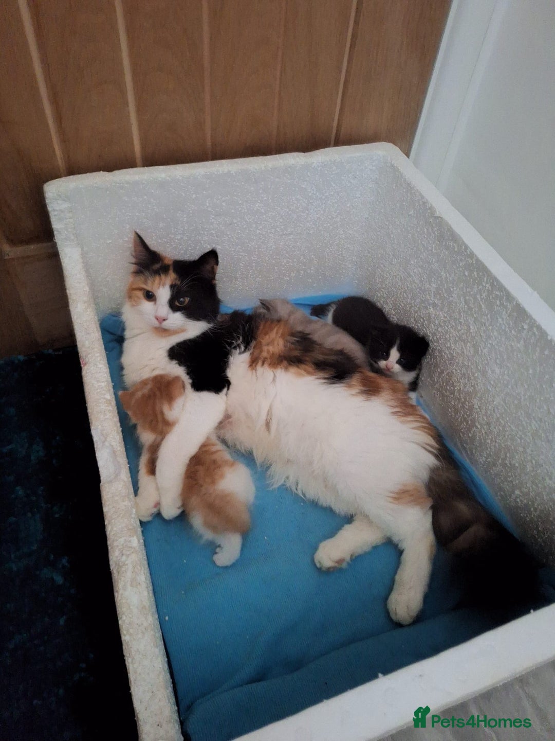 Turkish Angora cats for sale: Turkish angora mix kittens for sale  - Image 9