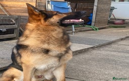 German Shepherd dogs for stud: German shepherd stud  - Image 3