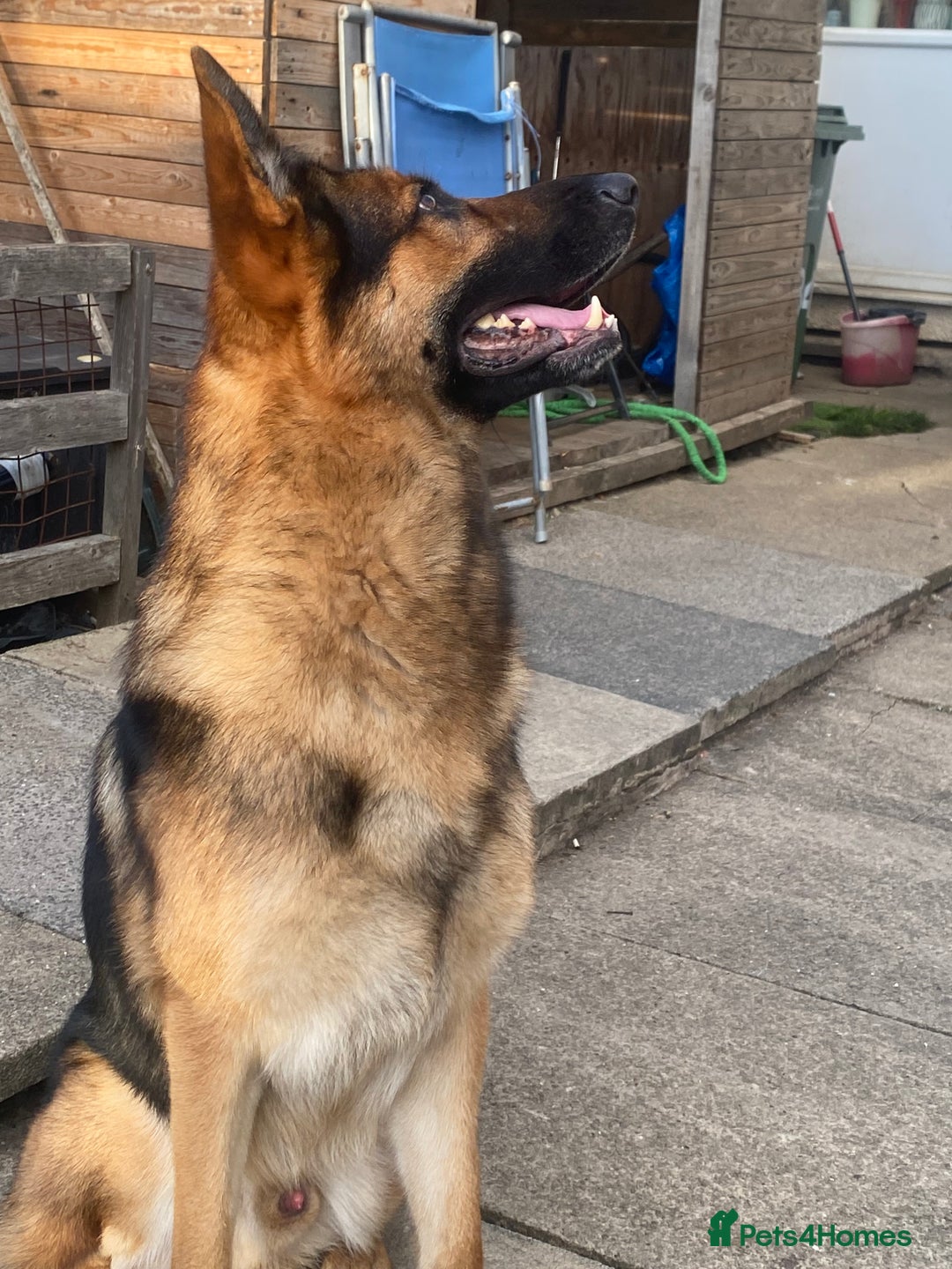 German Shepherd dogs for stud: German shepherd stud  - Image 3