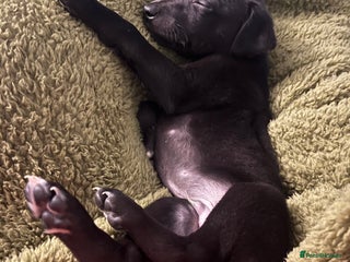 Whippet dogs KC registered stunning selection whippet pups - Advert 5