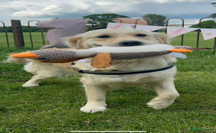 Golden Retriever dogs - Advert 2