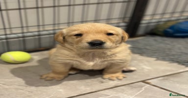 Goldador dogs Gorgoeus Goldador’s  - Advert 6