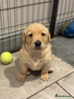 Goldador dogs Gorgoeus Goldador’s - Advert 6