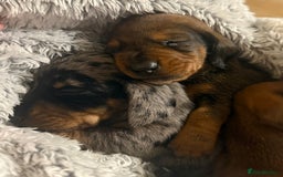 Miniature Dachshund dogs for sale: 2 handsome miniature dachshund puppies  - Advert 11