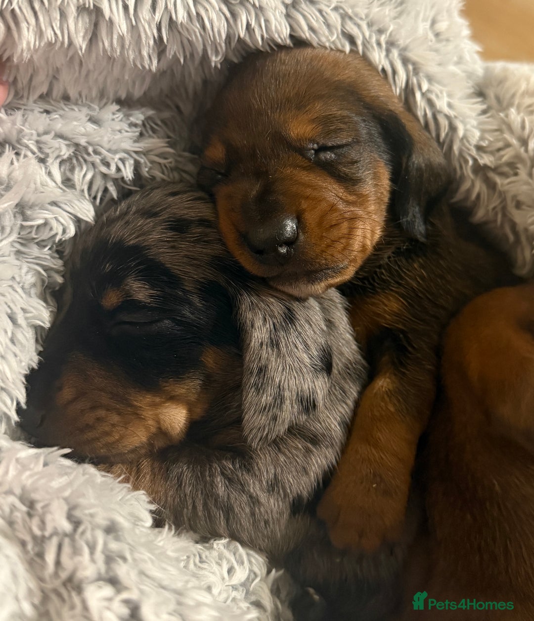 Miniature Dachshund dogs for sale: 2 handsome miniature dachshund puppies  - Advert 11