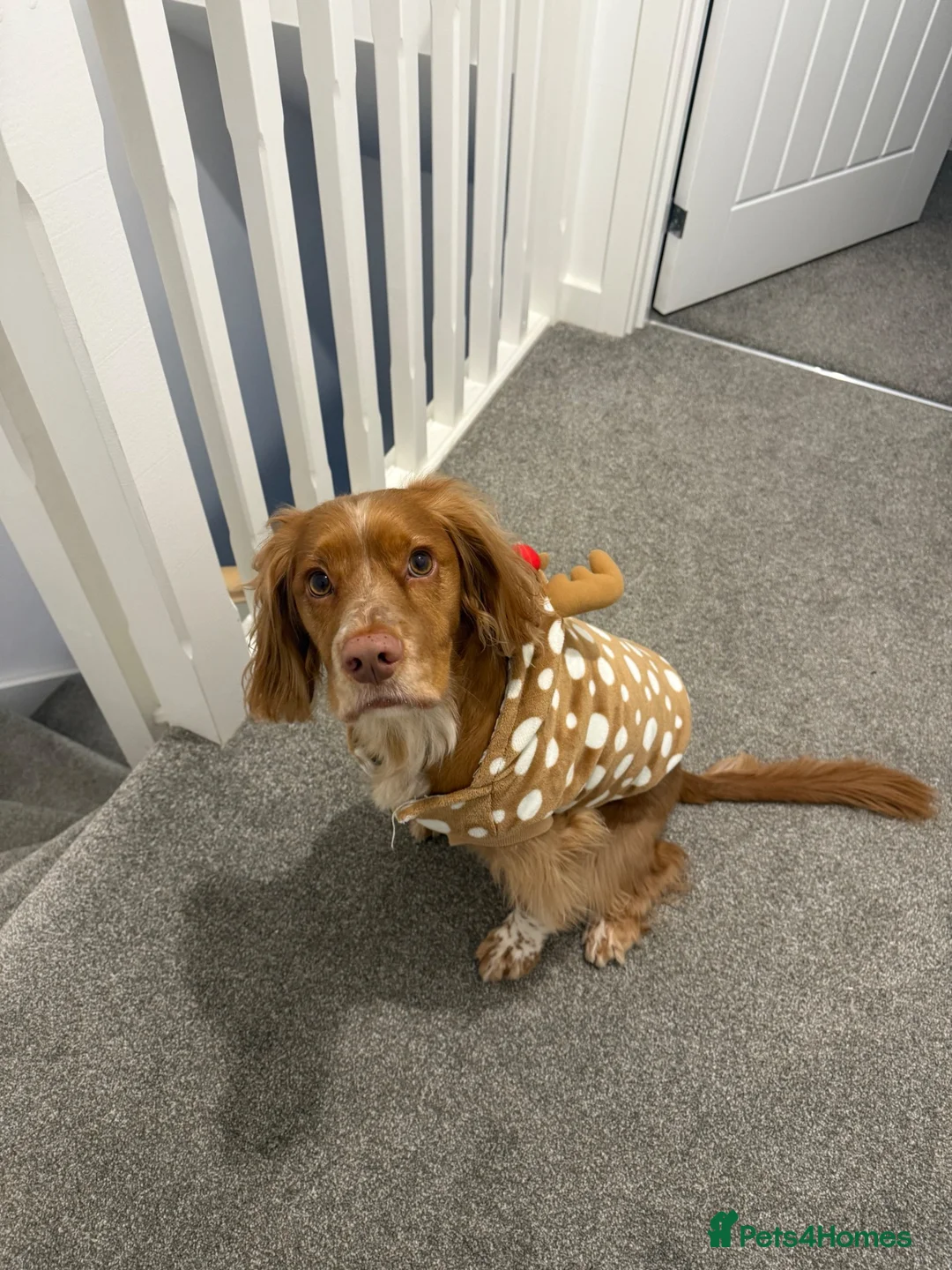 Cocker Spaniel dogs for sale: Rolo - Needing His Forever Home - Advert 8