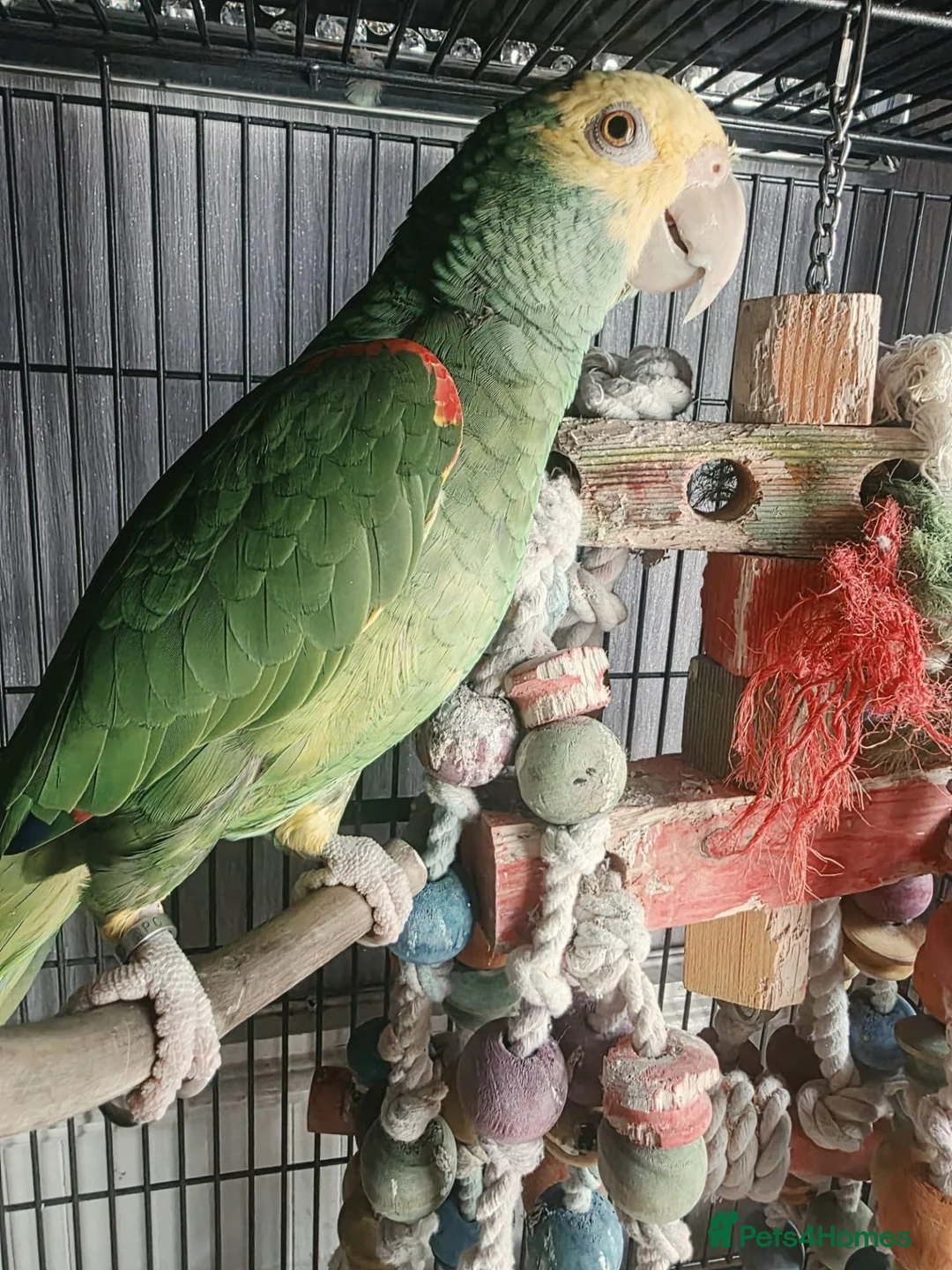 Parrots birds for sale: Double yellow headed amazon - Advert 2
