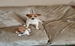Jack Russell dogs for sale: Jack Russel boy 2 yrs old - Advert 4