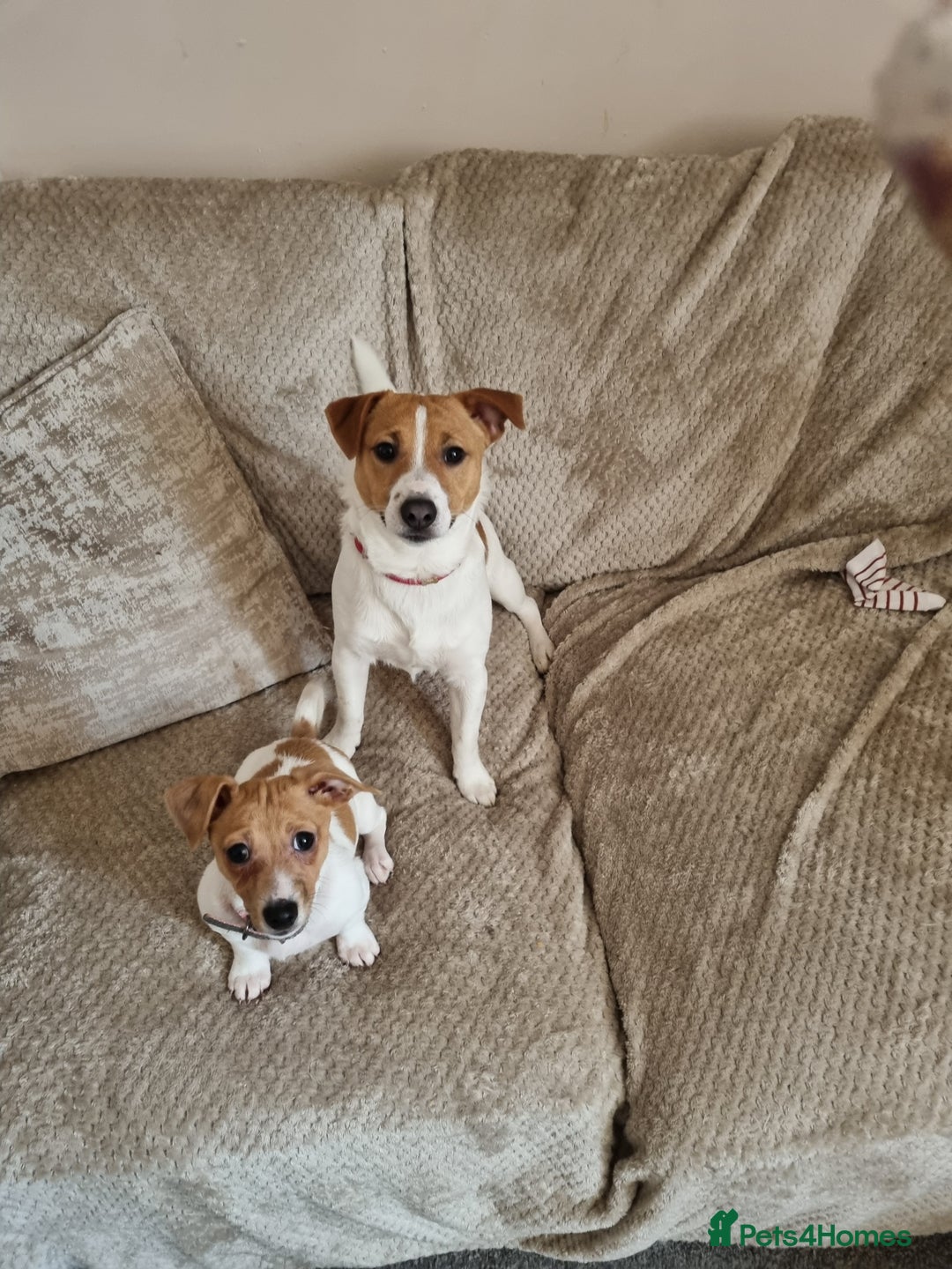 Jack Russell dogs for sale: Jack Russel boy 2 yrs old - Advert 4