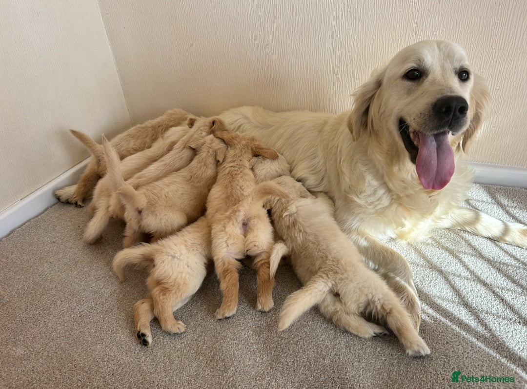 Golden Retriever dogs for sale: Golden retriever puppys - Advert 1