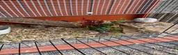 Quail poultry for sale: Button quail  in Haywards Heath - Advert 3