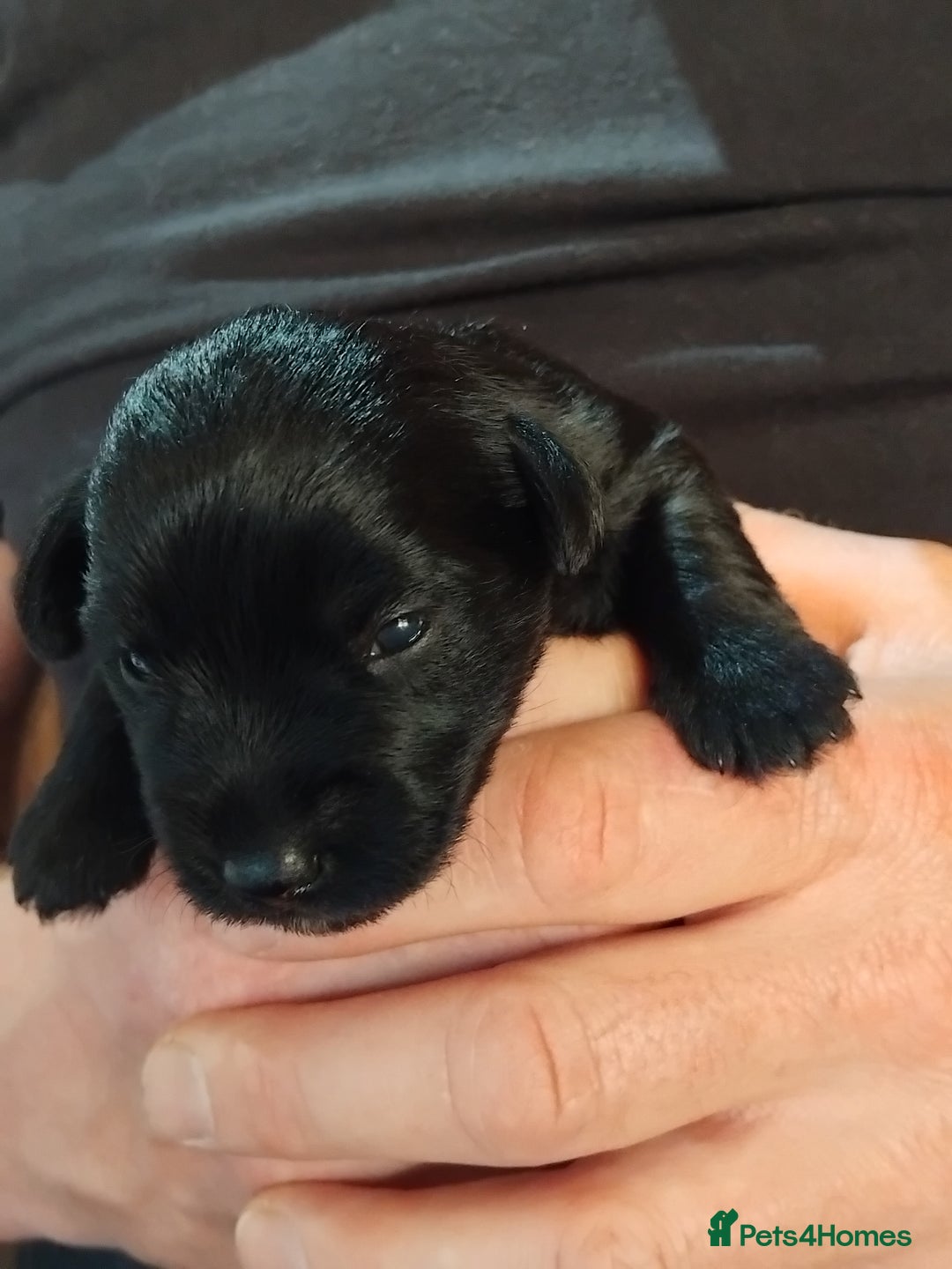 Miniature Schnauzer dogs for sale: Rockybobs Miniature Schnauzers  - Image 2