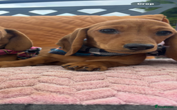 Miniature Dachshund dogs for sale: BEAUTIFUL KC REG & PRA CLEAR MINIS - 0% inbreeding - Image 38
