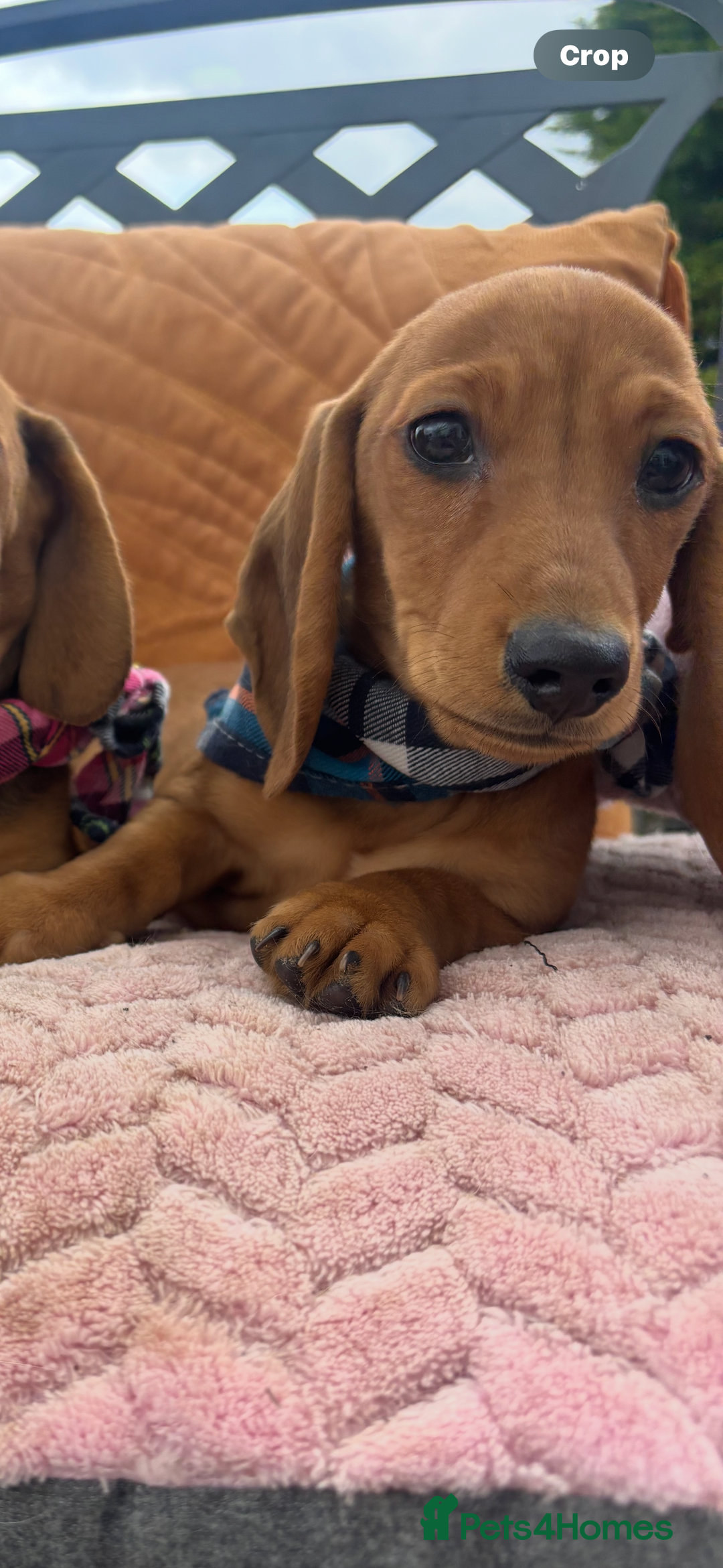 Miniature Dachshund dogs for sale: BEAUTIFUL KC REG & PRA CLEAR MINIS - 0% inbreeding - Image 38