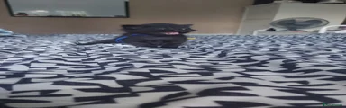 Ragdoll 2
